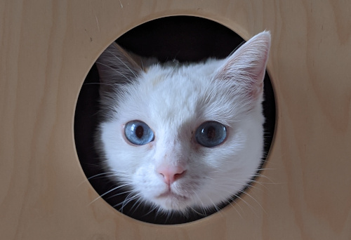 Lisa im Cajon -Weisse Katze in einer Kiste.jpg